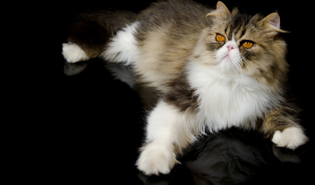 Красивый персидский кот на черном фоне