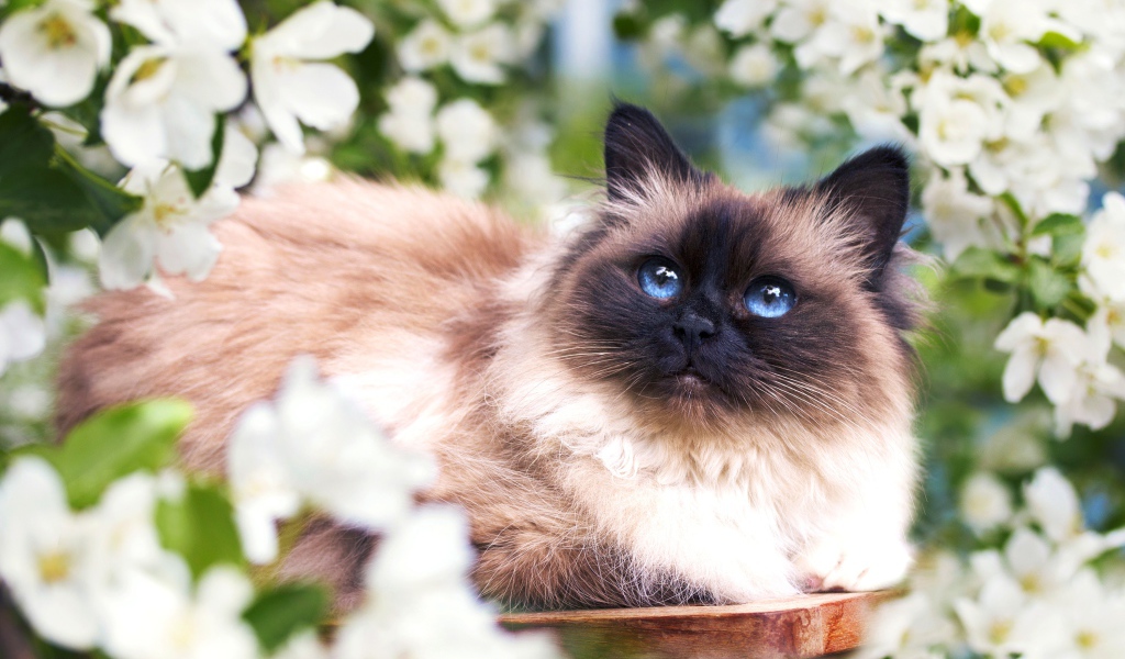 Красивый голубоглазый сиамский кот в белых цветах 