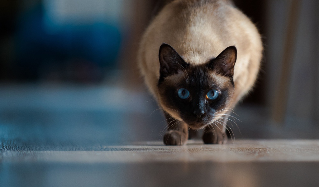 Красивый голубоглазый сиамский кот охотится 