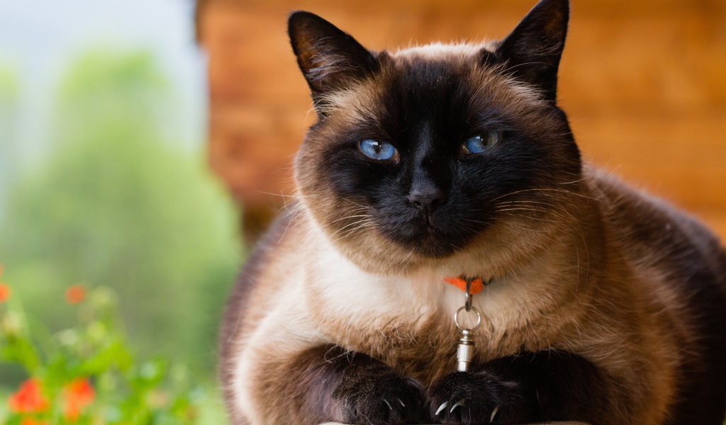 Красивый голубоглазый сиамский кот с ошейником