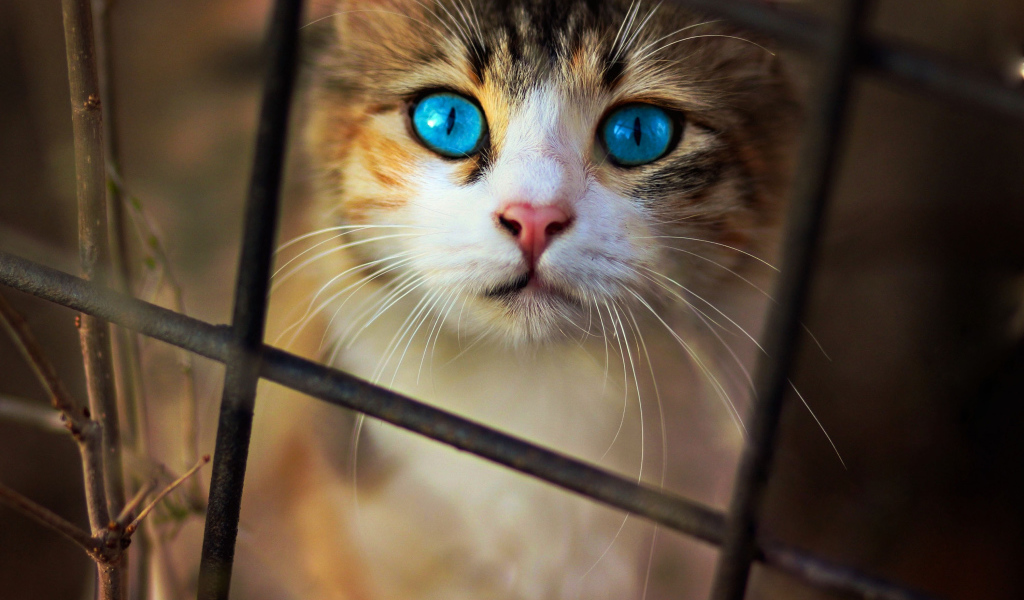 Красивый голубоглазый кот смотрит через решетку