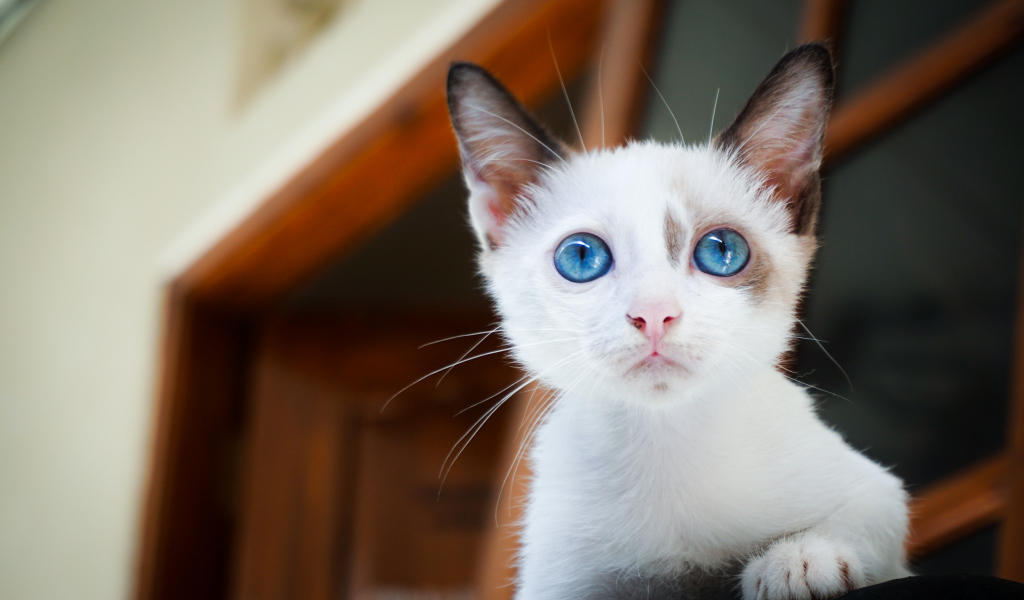 Красивый голубоглазый котенок