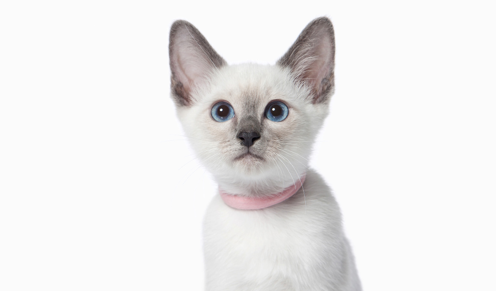 Красивый голубоглазый породистый котенок на белом фоне