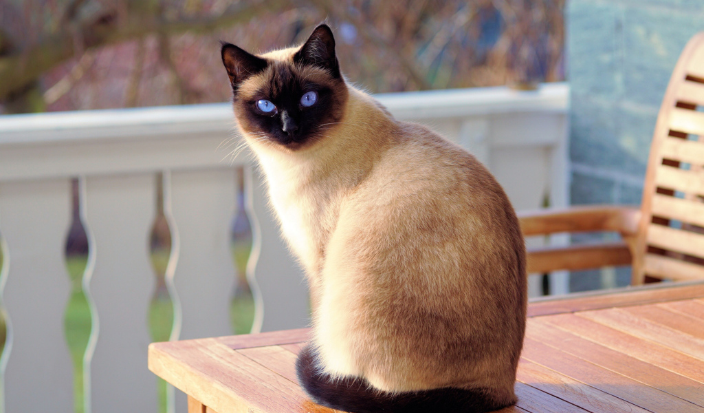 Красивая голубоглазая сиамская кошка сидит на столе