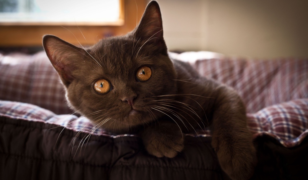 Красивый коричневый котенок