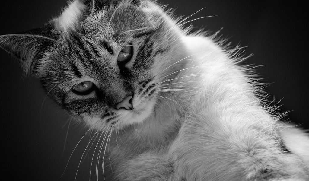 Красивый кот черно -белое фото 