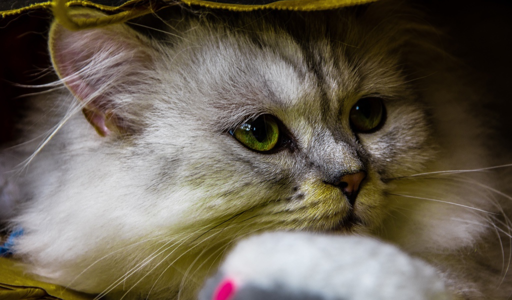 Красивый пушистый зеленоглазый кот под одеялом