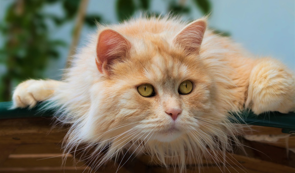 Красивый пушистый рыжий кот