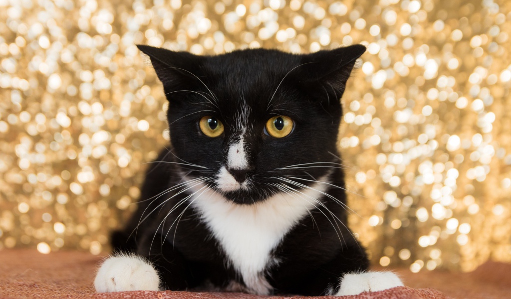 Красивый испуганный черно белый кот 