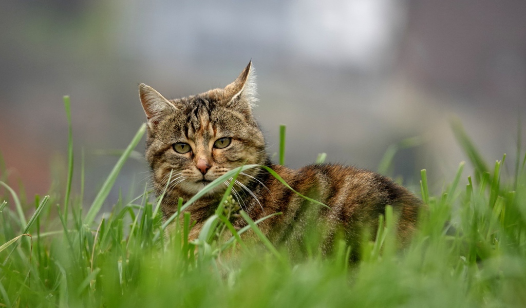 Красивый серый кот в зеленой траве