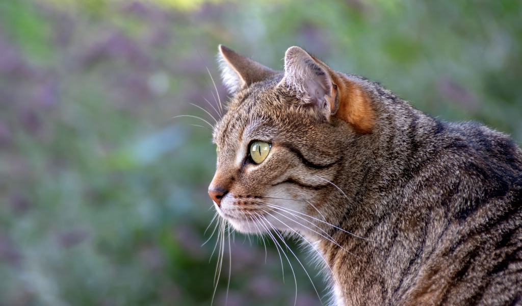 Красивый серый зеленоглазый кот