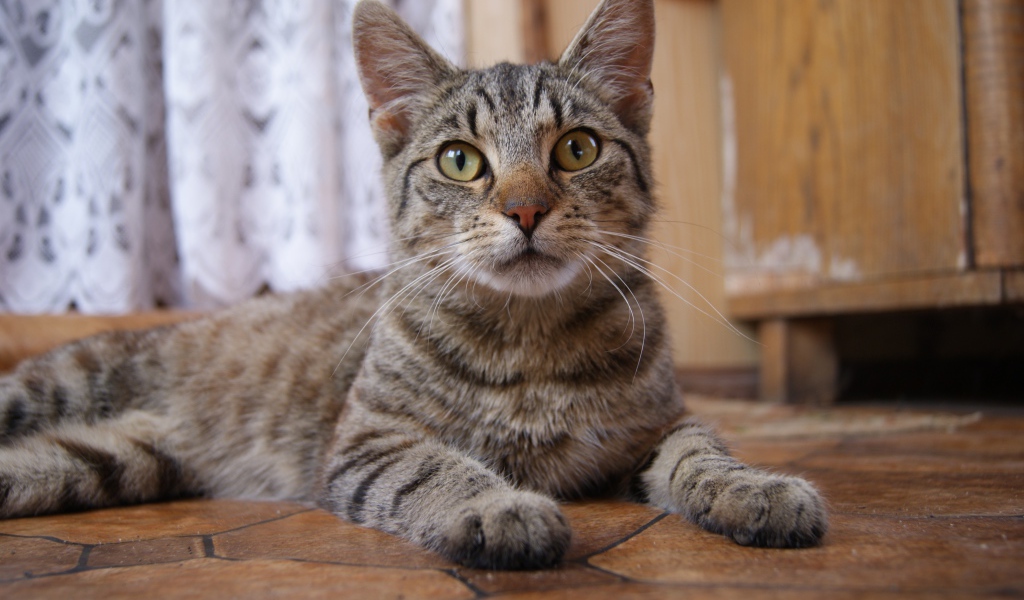 Красивый серый домашний кот