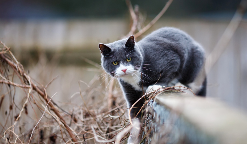 Красивый серый с белым кот сидит на заборе 