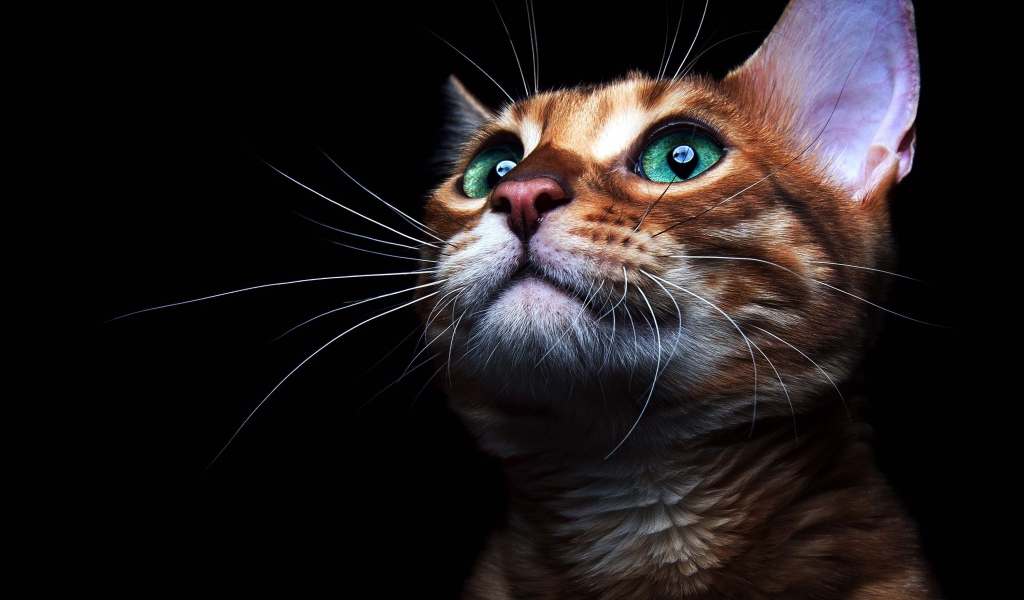 Красивый зеленоглазый кот на черном фоне