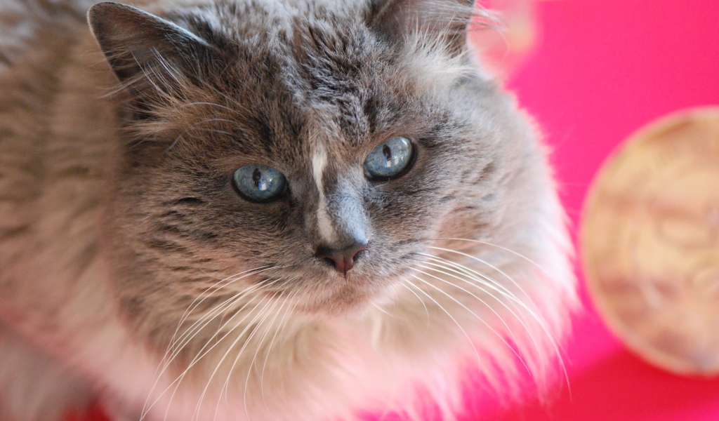 Красивый взгляд пушистого голубоглазого кота