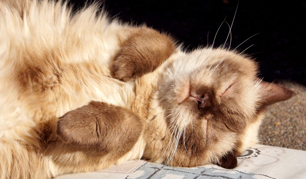 Красивый породистый сиамский кот спит на солнце