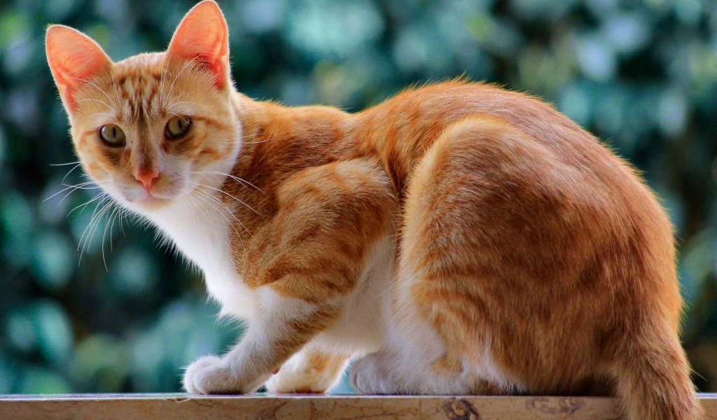 Красивый рыжий кот с длинными усами