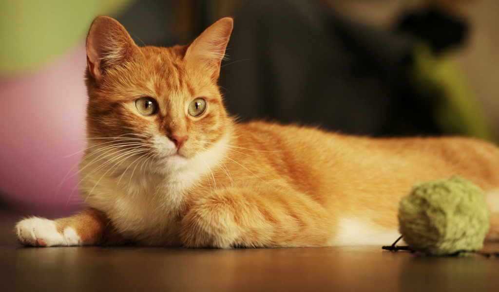 Красивый рыжий кот с игрушкой 