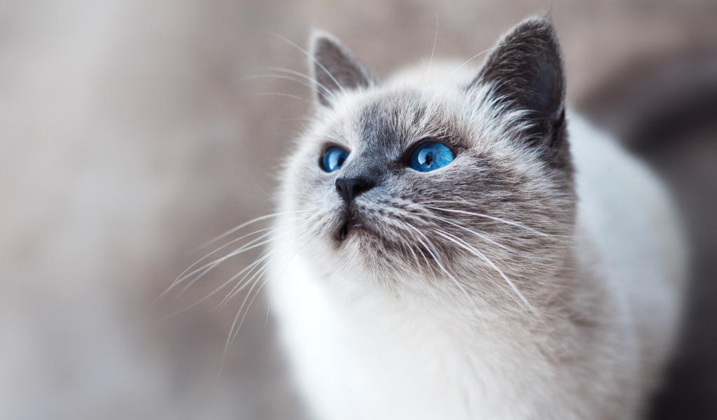 Красивый породистый голубоглазый кот