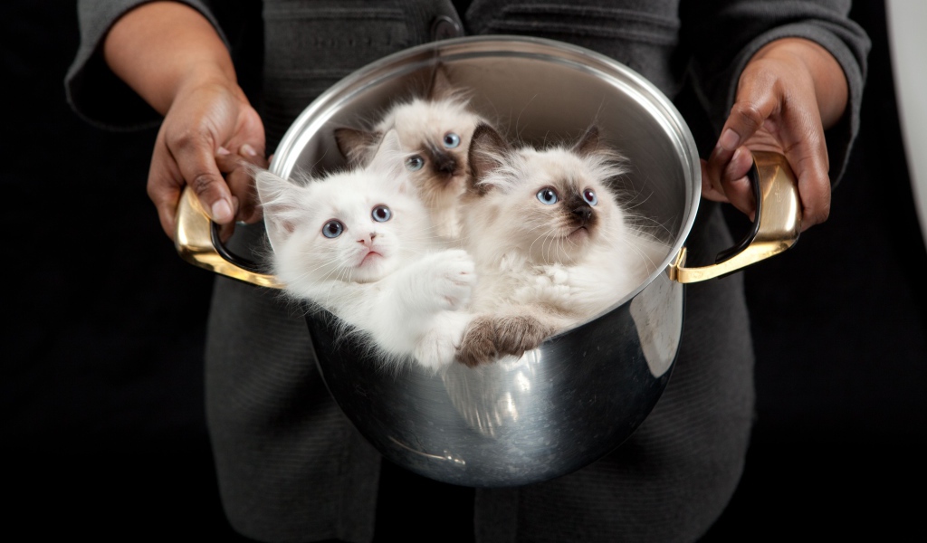 Красивые породистые котята в кастрюле