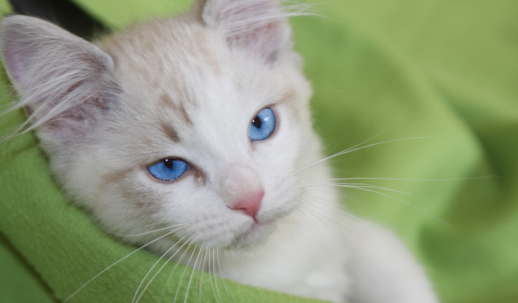 Красивый взгляд голубоглазой кошки