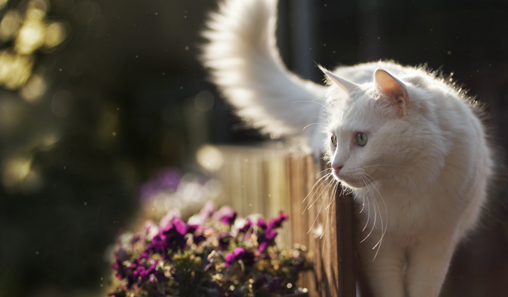 Beautiful white cat walks on a fence with flowers.