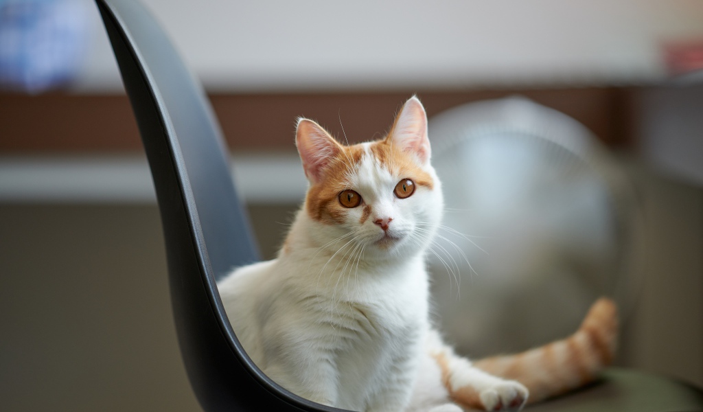 Красивый белый с рыжим кот на стуле