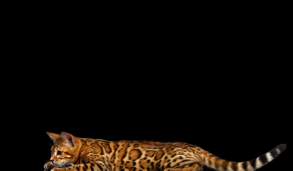 Бенгальская кошка на черном фоне