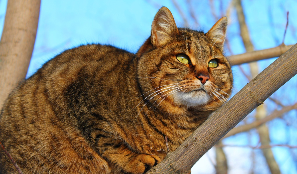 Большой красивый серый кот на дереве