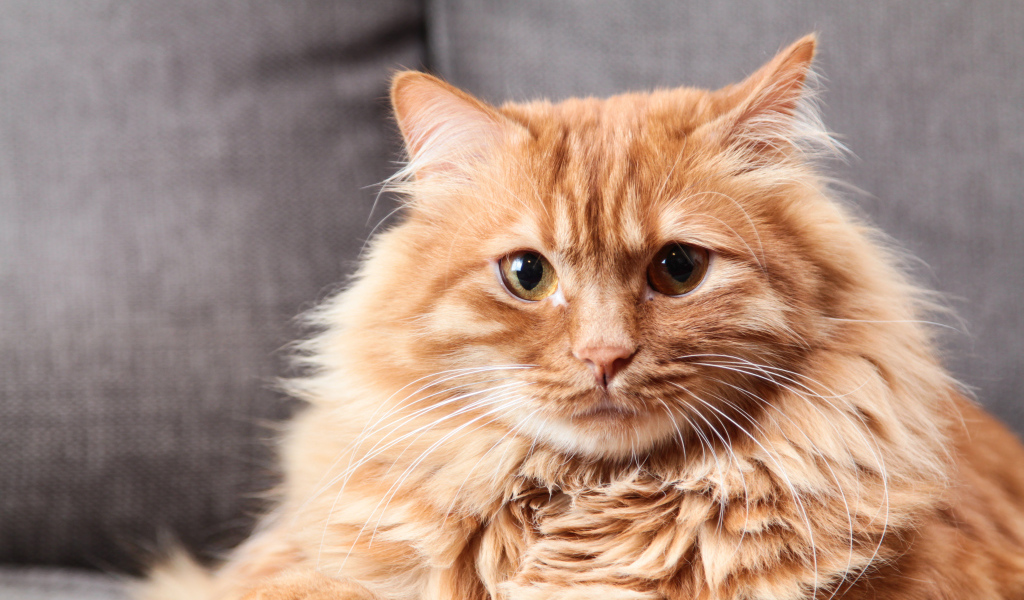 Большой пушистый рыжий кот 