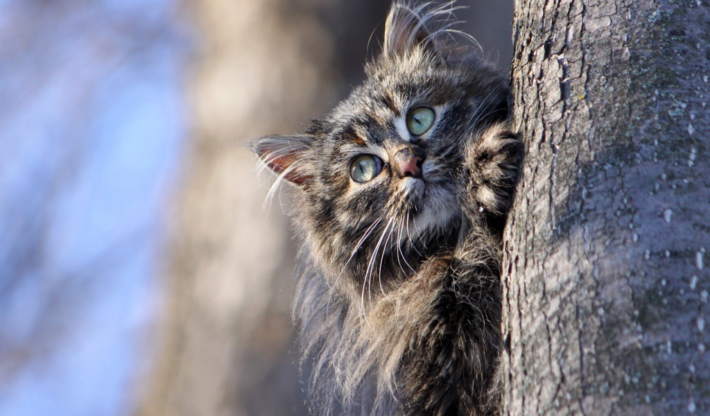 Большой серый кот висит на дереве 
