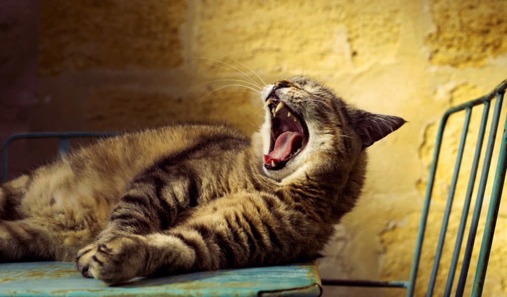 Большой серый кот зевает 