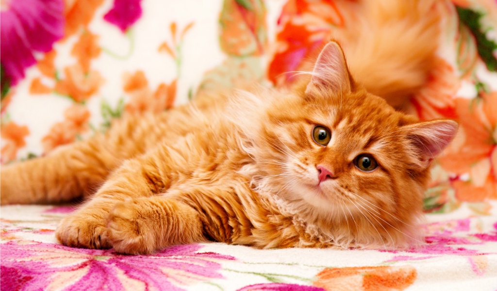 Большой рыжий кот лежит на кровати