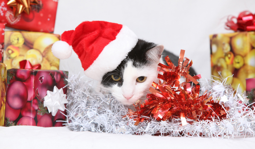 Черно белый кот в новогодней шапке с подарками