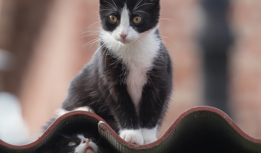 Черно белые коты на крыше 