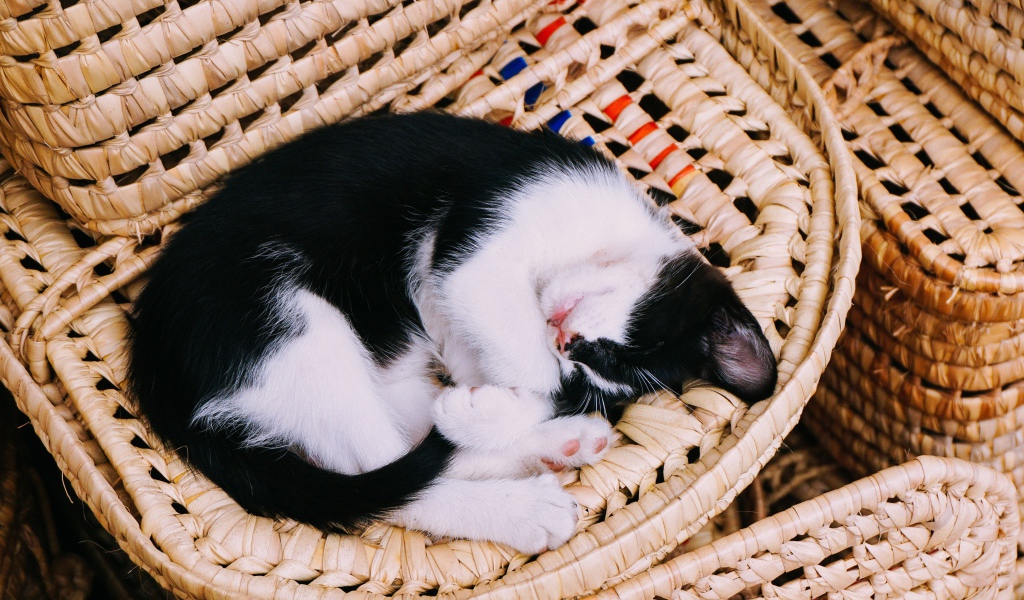 Черно-белый котенок спит в корзине