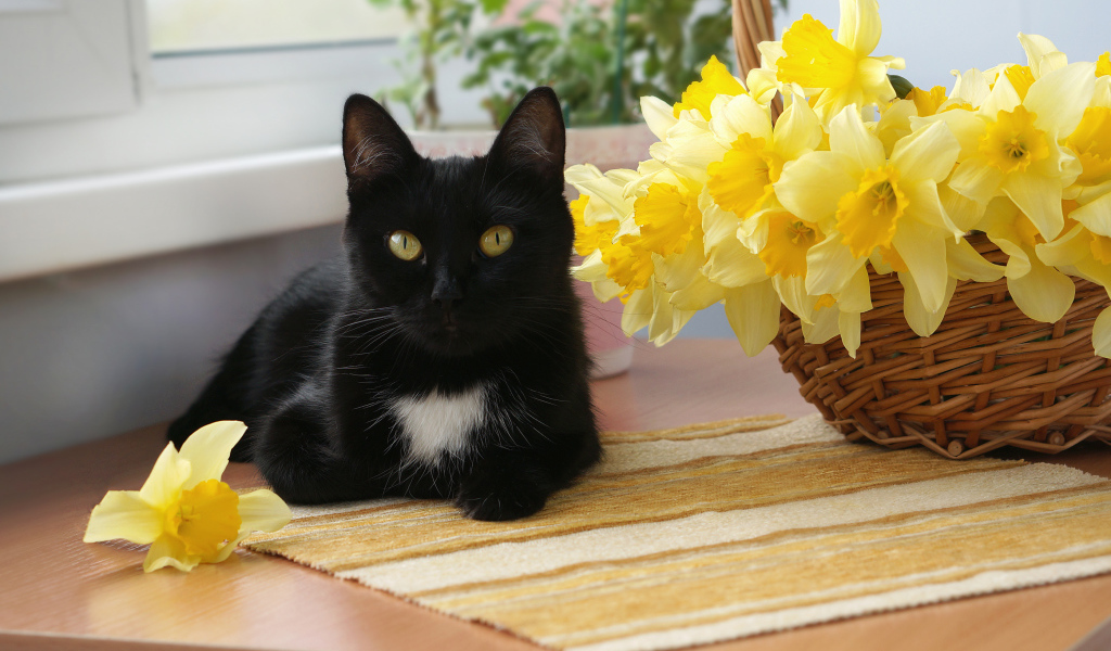 Черный кот у корзины с желтыми нарциссами