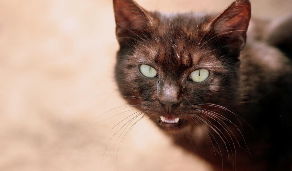 Черный кот мяукает 