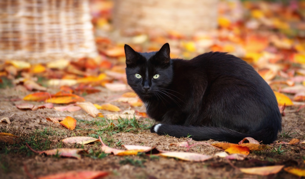 Черный кот сидит на земле с опавшими желтыми листьями