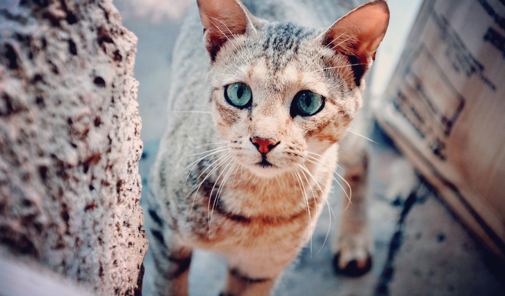 Голубоглазая серая кошка с грустным взглядом