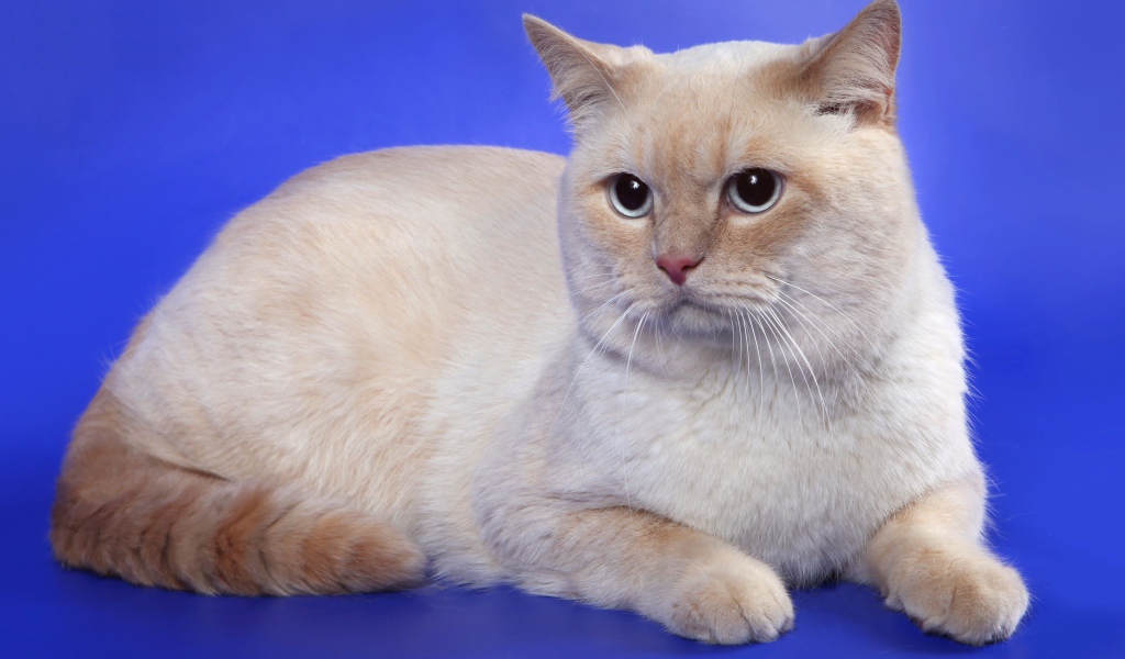 Британская кошка кремовый-пойнт окрас