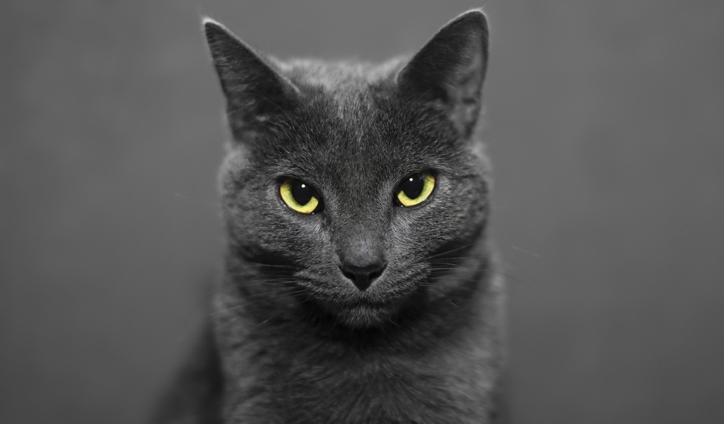 Британский кот на сером фоне