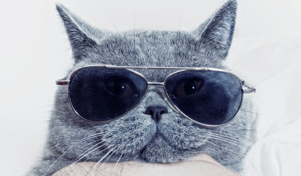 Британский кот в очках