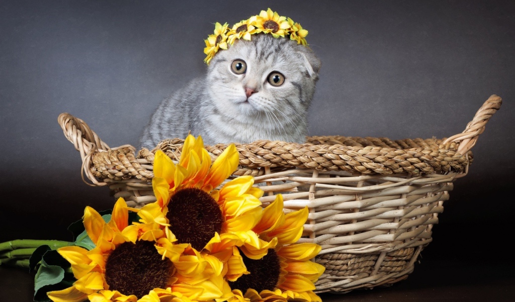 Котенок британец сидит в корзине с цветами