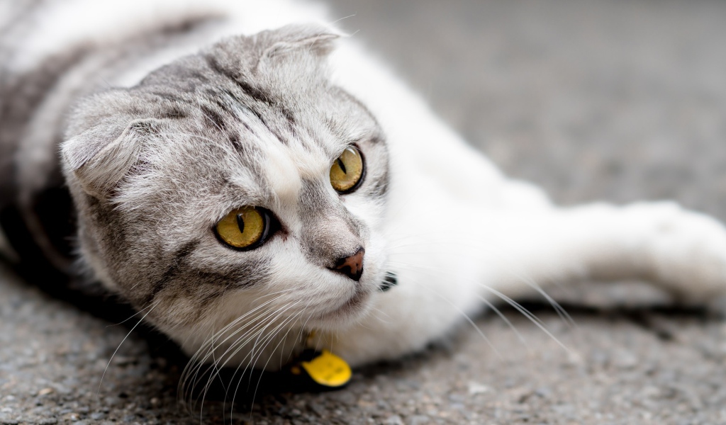 Британский вислоухий кот лежит на асфальте 