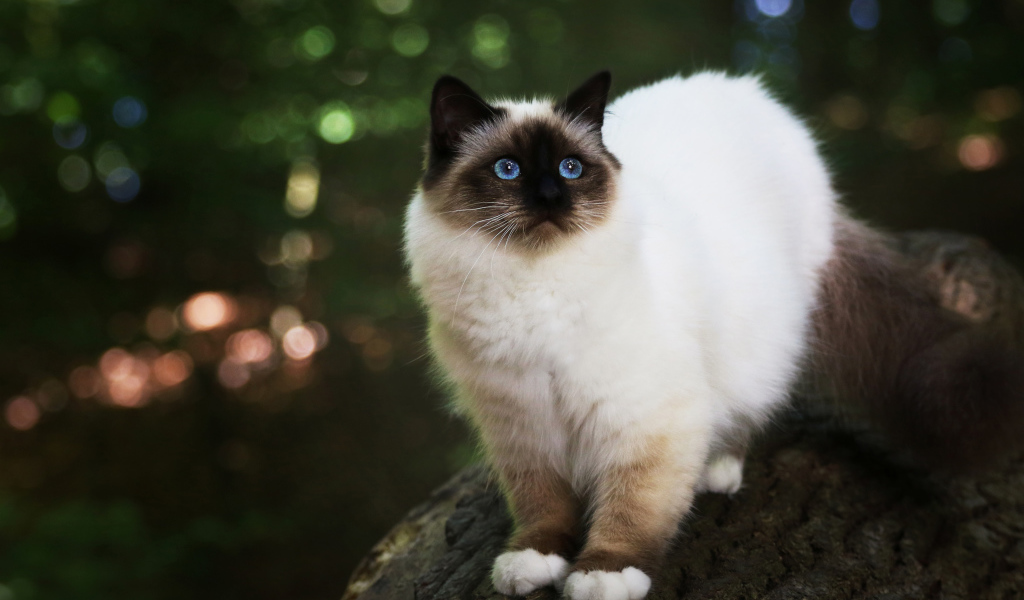 Бирманская кошка с голубыми глазами на дереве 