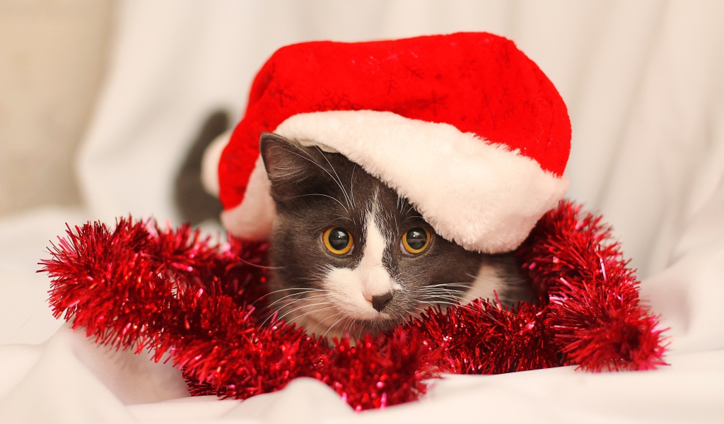 Кот в красной новогодней шапке с мишурой