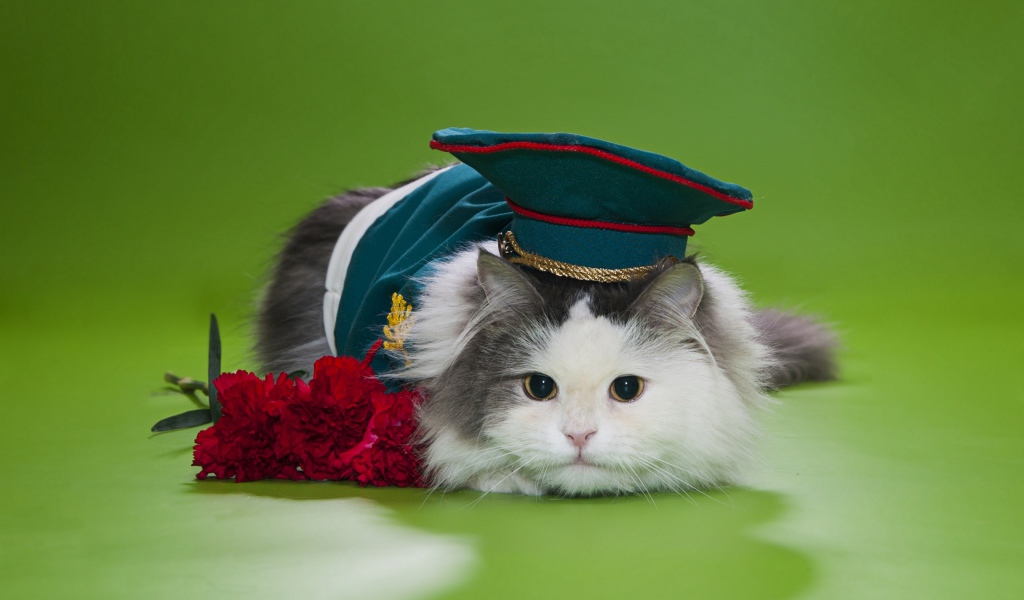 Кот в военной фуражке с красными гвоздиками