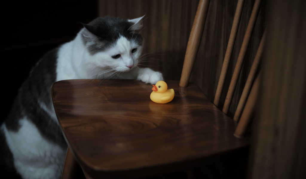 Кот с желтой резиновой уточкой на стуле