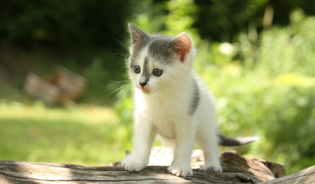 Милый маленький котенок на деревянной колоде